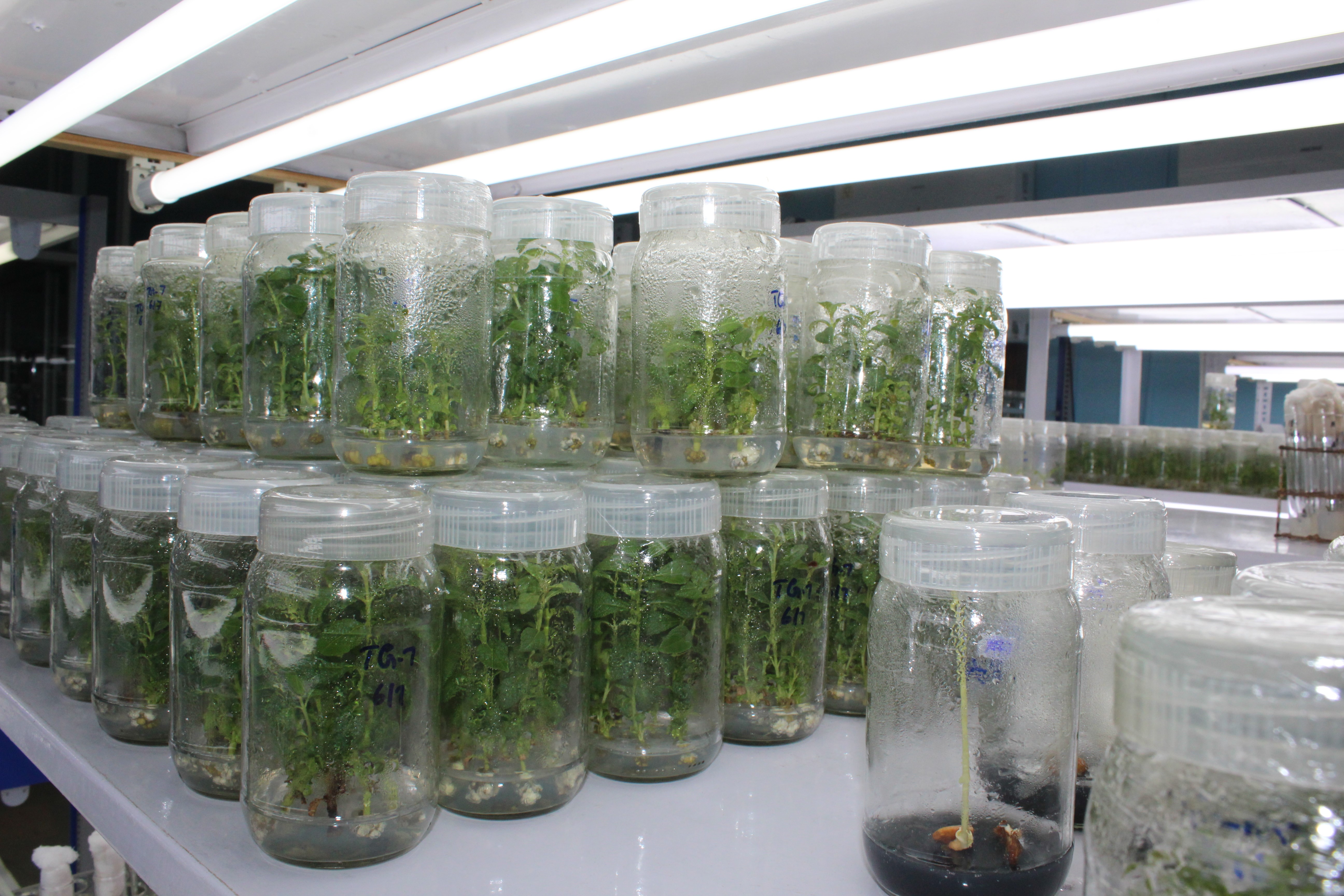 customize tissue culture rack